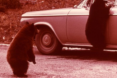 yellowstone-history-bear-feeding-7.jpg